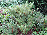 Polystichum%20setiferum%20Proliferum%2001.JPG