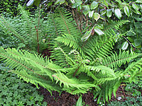 Polystichum%20setiferum%20Proliferum%2002.JPG
