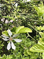 Poncirus%20trifoliata%20-%20(Pomeranze)%20junge%20Frucht%20+%20Bluete.JPG