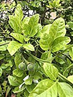 Poncirus%20trifoliata%20-%20(Pomeranze)%20junge%20Frucht%2001.JPG