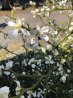 Poncirus%20trifoliata%20-%20Blueten%20001.JPG