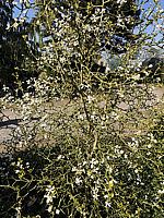 Poncirus%20trifoliata%20-%20Sol%20002.JPG