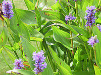 Pontederia%20cordata%20-%20Bluehend.JPG