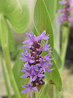 Pontederia%20cordata%20-%20Bluetenmacro.jpg