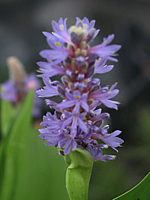 Pontederia%20cordata%20-%20z%20Bluetenmacro%20unscharf.jpg