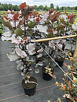 Populus%20deltoides%20Purple%20Tower%2002.JPG