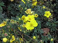 Potentilla%20fruticosa%20Sommerflor.JPG