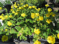 Potentilla%20megalantha%20(fragiformis)%2001.JPG