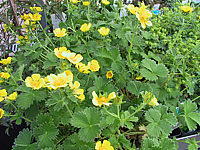 Potentilla%20megalantha%20(fragiformis)%2002.JPG