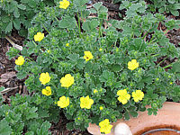 Potentilla%20megalantha%20(fragiformis)%20knospig.JPG