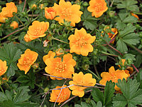 Potentilla%20neumanniana%20Goldrausch%2001.JPG