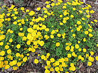 Potentilla%20neumanniana%20Nana%202%20bluehend.JPG