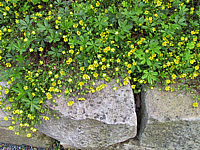 Potentilla%20neumanniana%20Nana%204.JPG