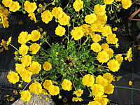 Potentilla%20neumanniana%20Orange%20Form.JPG
