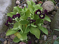 Primula%20auricula.jpg