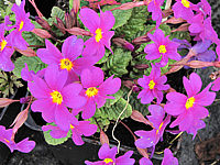 Primula%20pruhonica%20Gruss%20An%20Koenigslutter.JPG