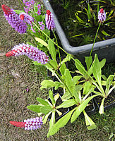 Primula%20vialii.JPG