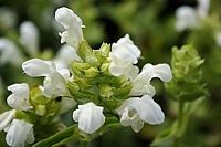 Prunella%20grandiflora%20Alba%20-%20nah.png