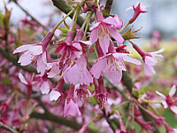 Prunus%20Okame%20-%20Bluetenmacro.JPG