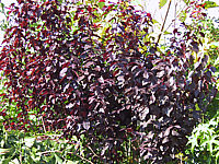 Prunus%20cerasifera%20Nigra%2001%20Laub.JPG