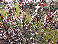 Prunus%20cerasifera%20Nigra%2002%20Blueten.JPG