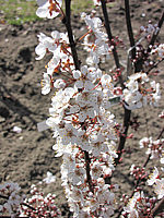 Prunus%20cerasifera%20Trailblazer%2001%20Blueten.JPG