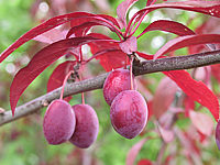 Prunus%20cerasifera%20Trailblazer%2002%20Fruechte.jpg