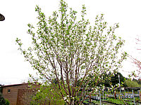 Prunus%20fruticosa%20Globosa%201m%20bluehend.jpg