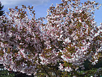 Prunus%20incisa%20Kojou-No-Mai%2001.JPG