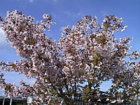 Prunus%20incisa%20Kojou-No-Mai%2002.JPG