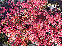 Prunus%20incisa%20Kojou-No-Mai%2003.JPG