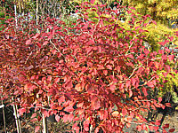 Prunus%20incisa%20Kojou-No-Mai%2006%20Herbstfaerbung.JPG