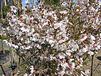 Prunus%20incisa%20Kojou-No-Mai%2007%20bluehend%20nah.JPG