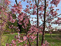 Prunus%20incisa%20Paean%2001.HEIC