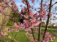 Prunus%20incisa%20Paean%2002.HEIC