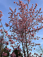 Prunus%20incisa%20Paean%2003.HEIC