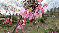 Prunus%20incisa%20Paean%2004.JPG