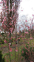 Prunus%20incisa%20Paean%2005.JPG