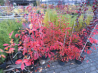 Prunus%20incisa%20Paean%2011%20Herbst.JPG