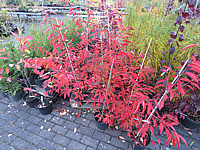 Prunus%20incisa%20Paean%2012%20Herbst.JPG