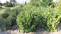 Prunus%20laurocerasus%20Linus%20Sol%201,5m%2002.JPG