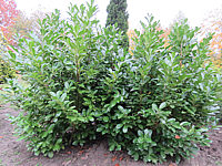 Prunus%20laurocerasus%20Novita%20-%202m+.JPG
