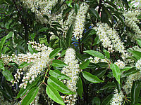 Prunus%20lusitanica%20Angustifolia%20-%20Blueten.JPG