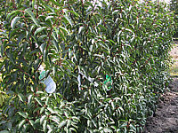 Prunus%20lusitanica%20Angustifolia%20-%20Hecke%2001.JPG