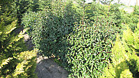 Prunus%20lusitanica%20Angustifolia%20-%20Sol%201,5-2m.JPG