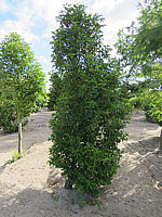 Prunus%20lusitanica%20Angustifolia%20-%20Sol%202,5m%20schlank.JPG