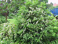 Prunus%20lusitanica%20Angustifolia%20-%20Sol%20bluehend2.JPG
