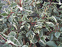 Prunus%20lusitanica%20Variegata%2001.JPG