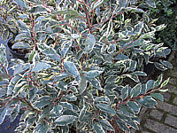 Prunus%20lusitanica%20Variegata%2002.JPG