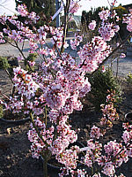 Prunus%20mume%20Beni-chi-dori.jpg